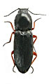 Cardiophorus aetnensis