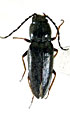 Cardiophorus alienus