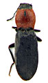 Cardiophorus anatolicus