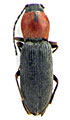 Cardiophorus anatolicus