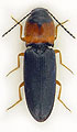 Cardiophorus anticus