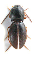 Cardiophorus apterus