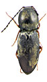 Cardiophorus aranyos