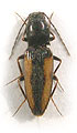 Cardiophorus araxicola