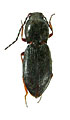 Cardiophorus arcanus