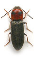 Cardiophorus argiolus