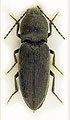 Cardiophorus asellus