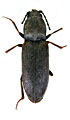 Cardiophorus asper