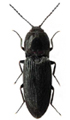 Cardiophorus atramentarius