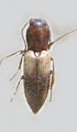 Cardiophorus badchysicus