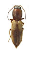 Cardiophorus badchysicus