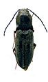 Cardiophorus balchanensis