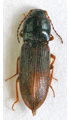 Cardiophorus balearicus