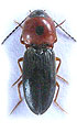 Cardiophorus bellus