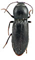 Cardiophorus burkus