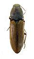 Cardiophorus candezei