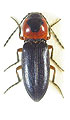 Cardiophorus cyanipennis