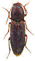 Cardiophorus dicronychoides