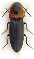 Cardiophorus discicollis