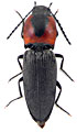 Cardiophorus discicollis