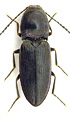 Cardiophorus ebeninus