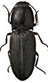 Cardiophorus ebeninus