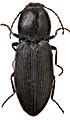 Cardiophorus ebeninus