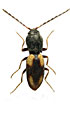 Cardiophorus ecorculatus