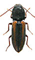 Cardiophorus eleonorae