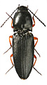 Cardiophorus erichsoni