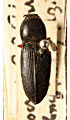 Cardiophorus erichsoni