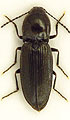 Cardiophorus freudei