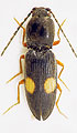 Cardiophorus gebleri