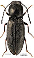 Cardiophorus glasunovi