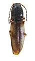 Cardiophorus graciliformis