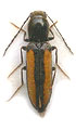 Cardiophorus gracilis