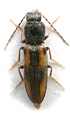 Cardiophorus gracilis