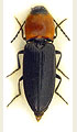 Cardiophorus gramineus