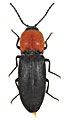 Cardiophorus gramineus