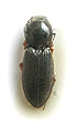 Cardiophorus hayekae