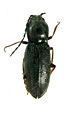 Cardiophorus hiemalis