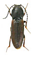 Cardiophorus hissaricus