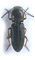 Cardiophorus imitator