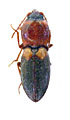 Cardiophorus insignis