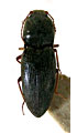 Cardiophorus jucundus