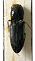 Cardiophorus kryzhanovskyi