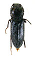 Cardiophorus kuschkensis