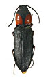 Cardiophorus kuzaschvilii