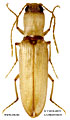 Cardiophorus lopatini