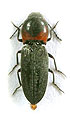 Cardiophorus lundbergi